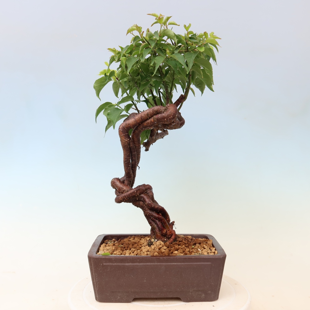 Kültéri bonsai – Japán barack – Prunus Mume