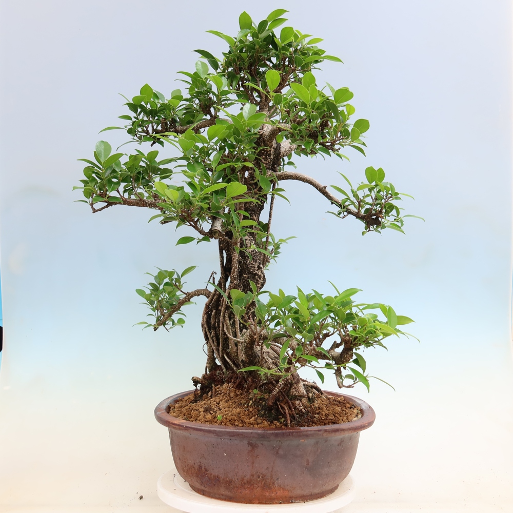 Szobai bonsai - Ficus kimmen - kislevelű fikusz