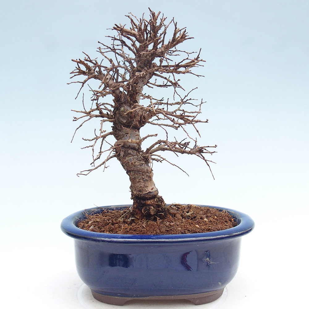 Kültéri bonsai - Zelkova - Zelkova NIRE