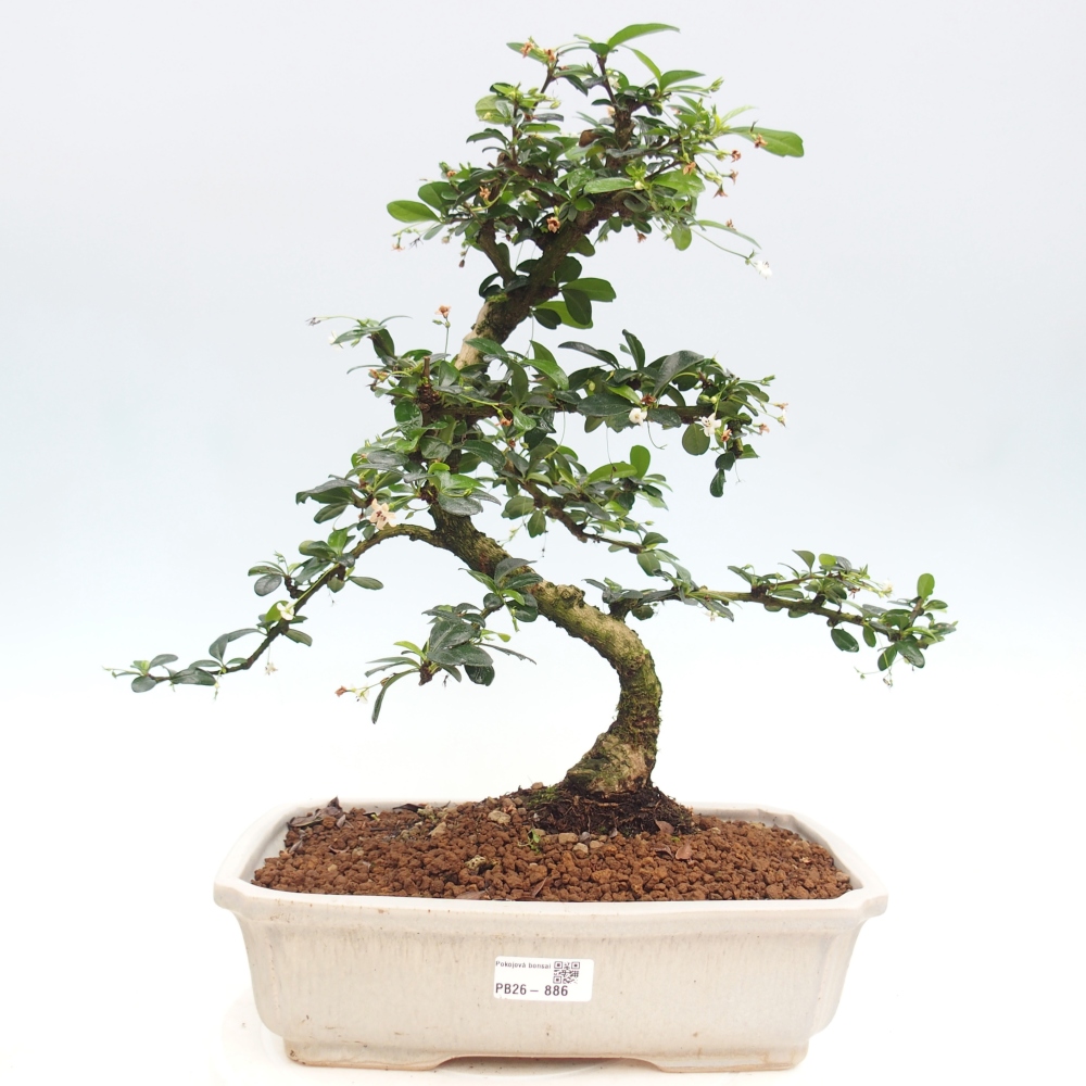 Szobai bonsai - Carmona macrophylla - Tea fuki