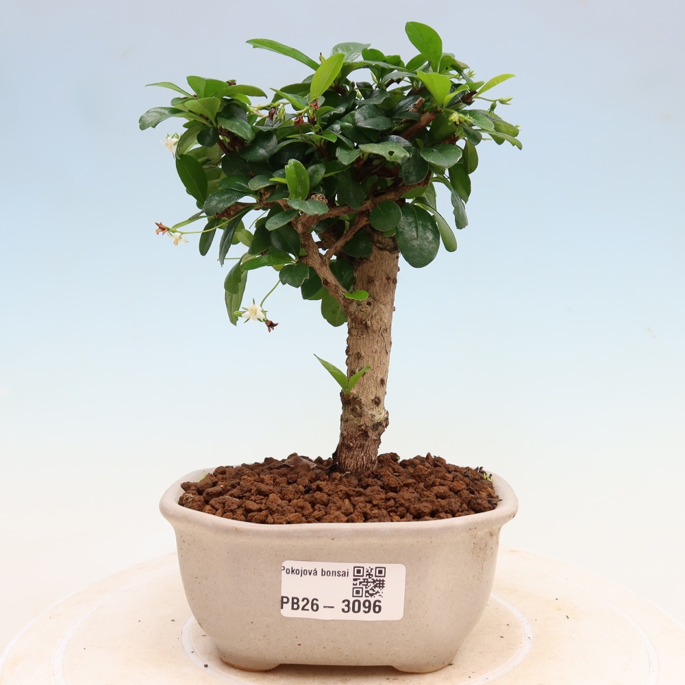 Szobai bonsai - Carmona macrophylla - Tea fuki