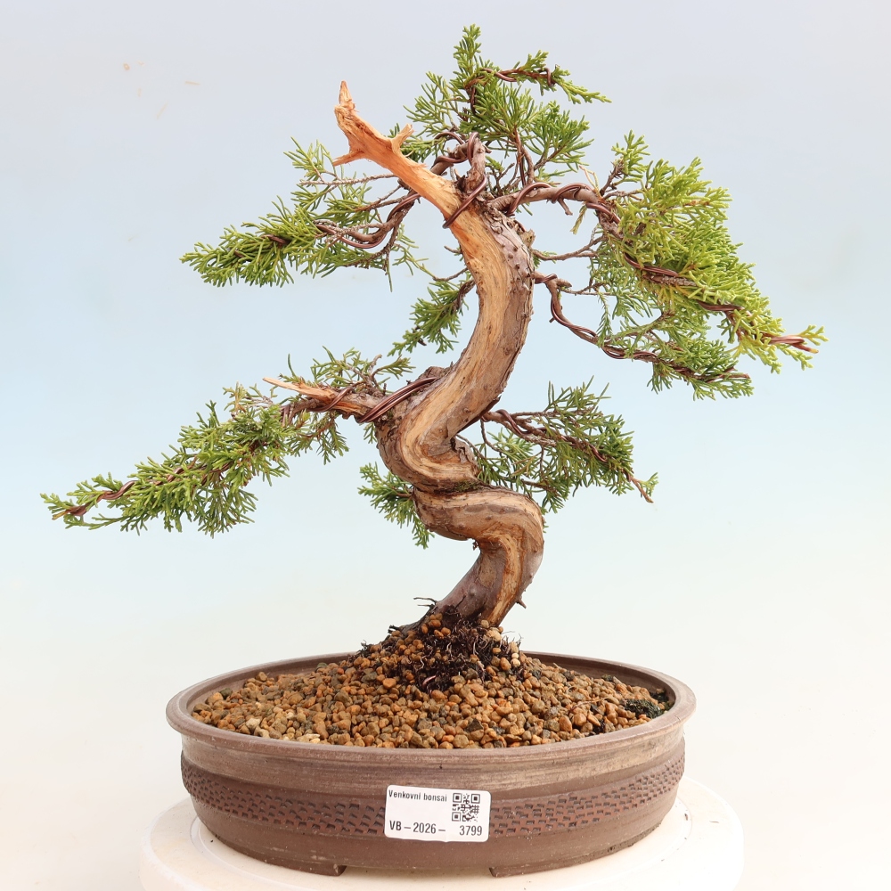 Kültéri bonsai - Juniperus chinensis Itoigawa-Juniperus chinensis