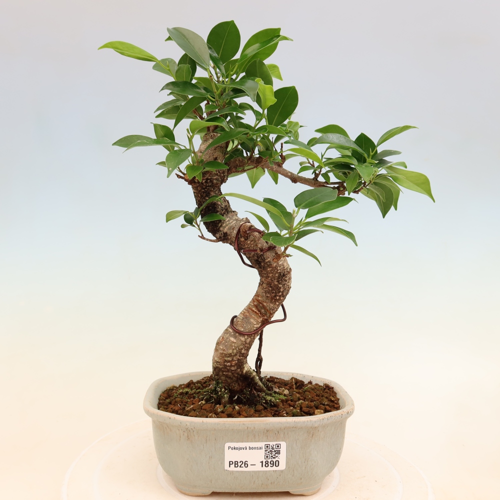 Szobai bonsai - Ficus retusa - kislevelű fikusz