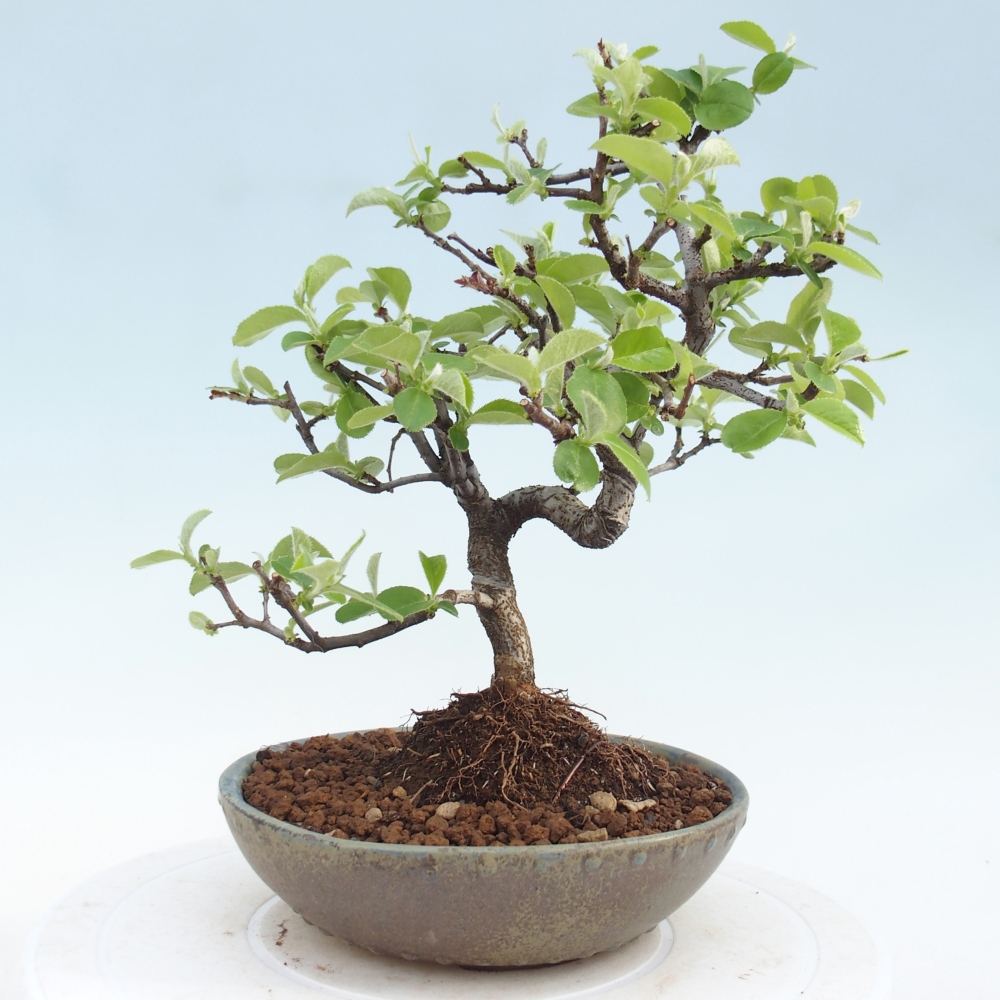Kültéri bonsai - Chaneomeles chinensis