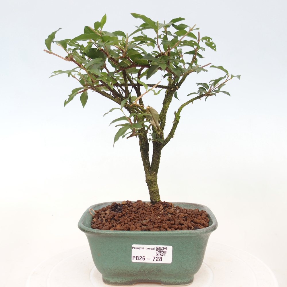 Szobai bonsai - Malpighia coccigera- Barbdor cseresznye