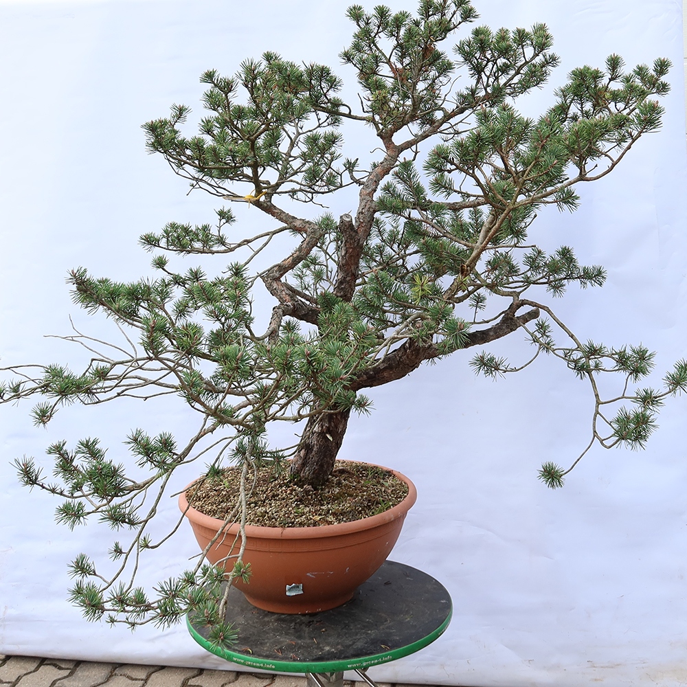 Pinus sylvestris Spanyolország – erdei fenyő