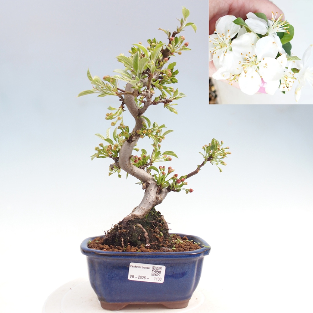 Kültéri bonsai - Malus sargentii - Kis gyümölcsű almafa