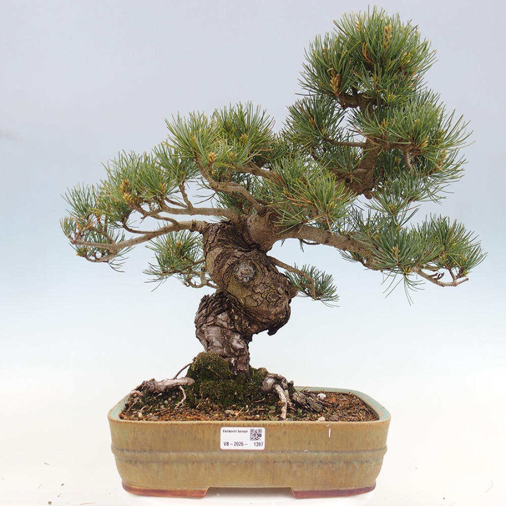 Kültéri bonsai - Pinus parviflora - Pinus parviflora
