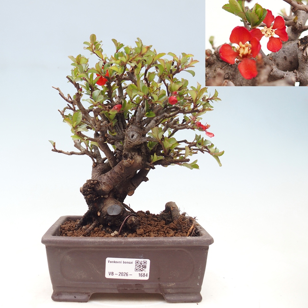 Kültéri bonsai - Chaneomeles speciosa - birs