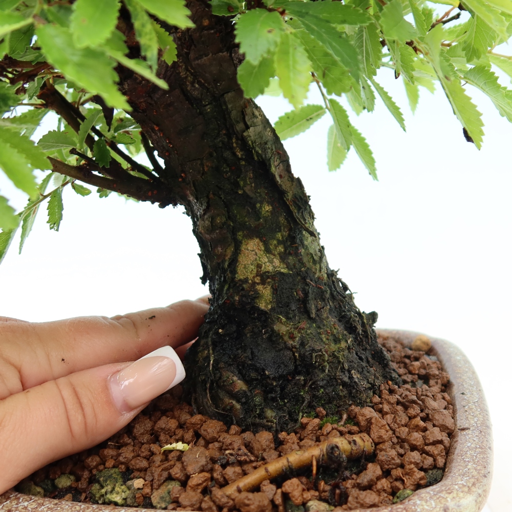 Kültéri bonsai - Zelkova - Zelkova NIRE