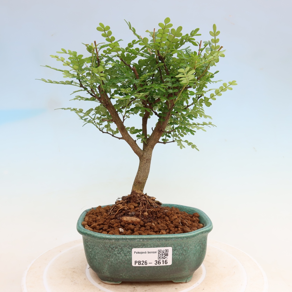 Szobai bonsai - Zantoxylum piperitum - borsfa