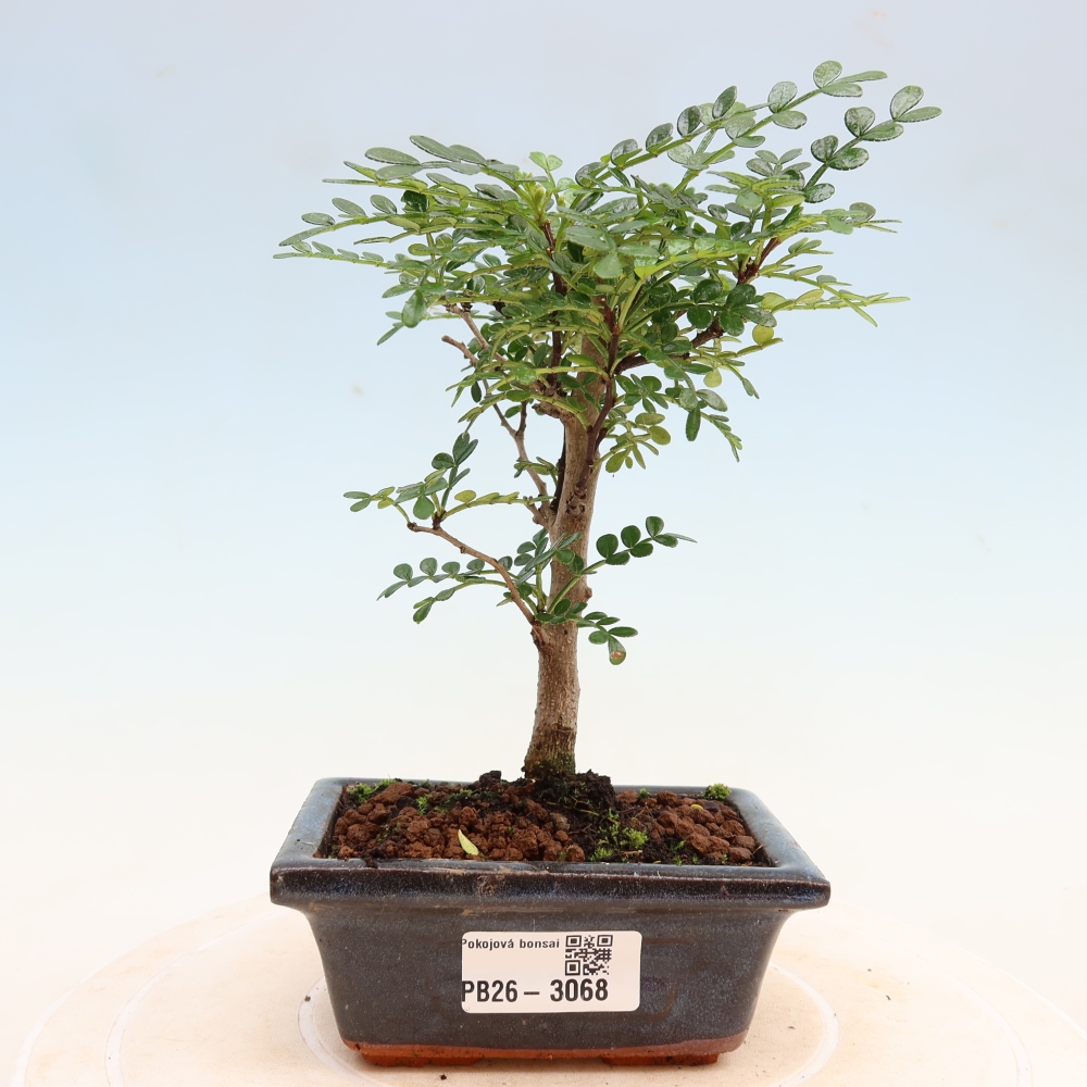 Szobai bonsai - Zantoxylum piperitum - borsfa