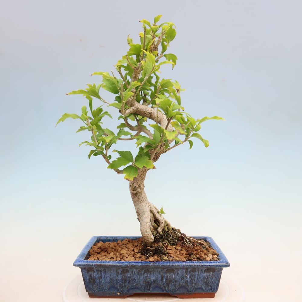 Kültéri bonsai – Hibiscus syriacus – Szíriai ibiskusz
