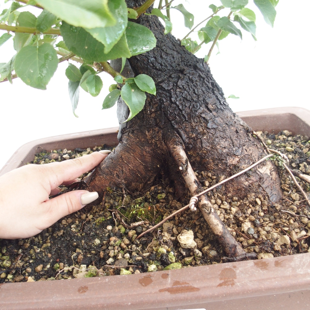 Kültéri bonsai - Mahalebka - Prunus mahaleb - Prunus mahaleb