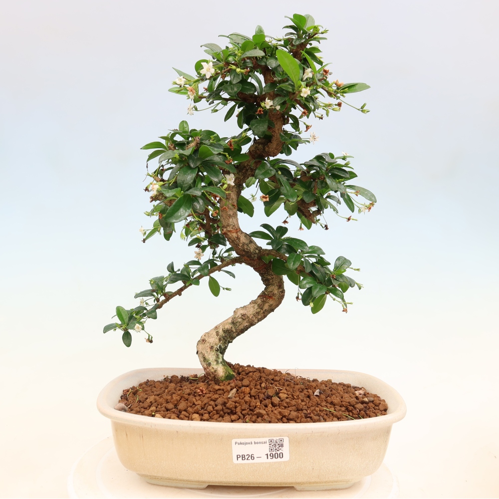 Szobai bonsai - Carmona macrophylla - Tea fuki