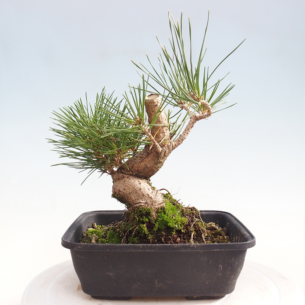 Kültéri bonsai - Pinus thunbergii - Thunberg fenyő