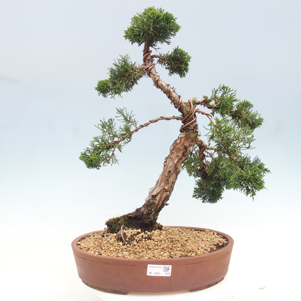 Kültéri bonsai - Juniperus chinensis Kishu