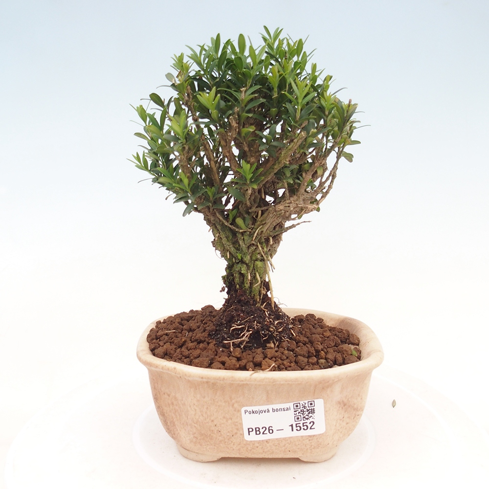 Szobai bonsai - Buxus harlandii - parafa buxus