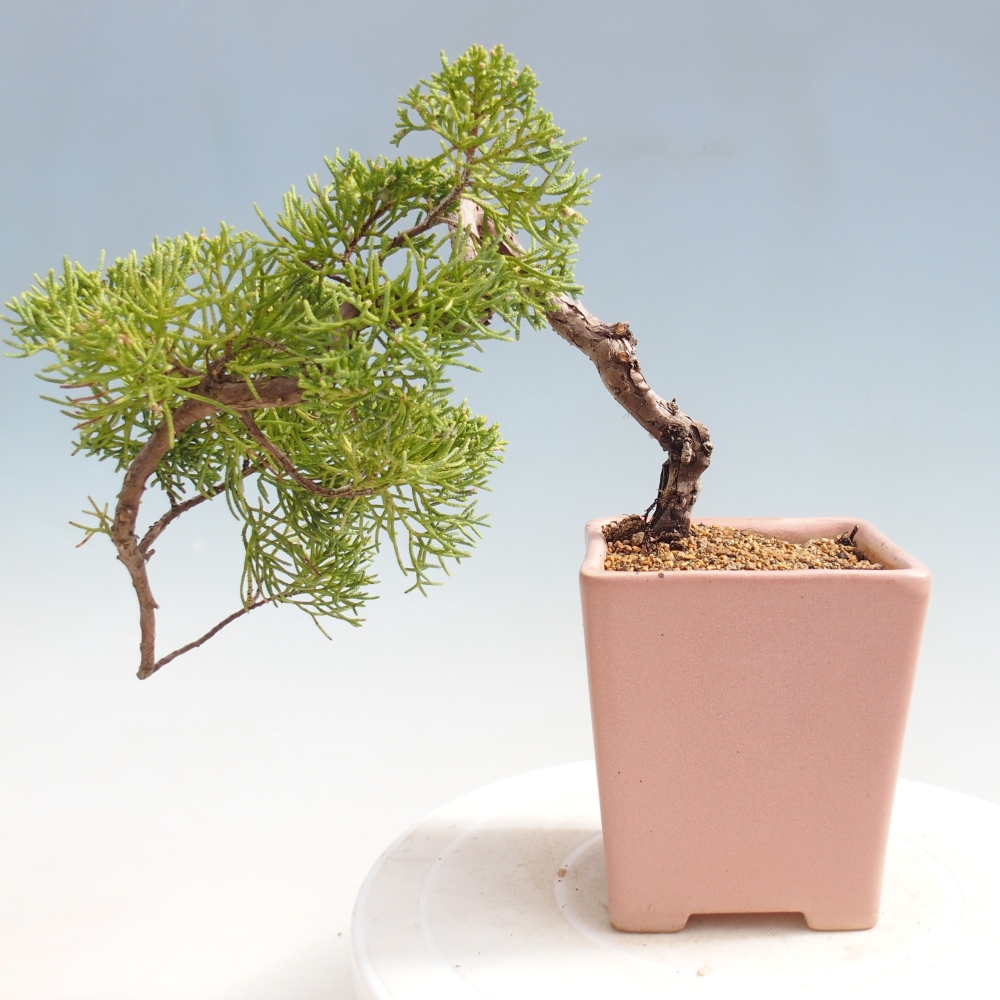 Kültéri bonsai - Juniperus chinensis Kishu