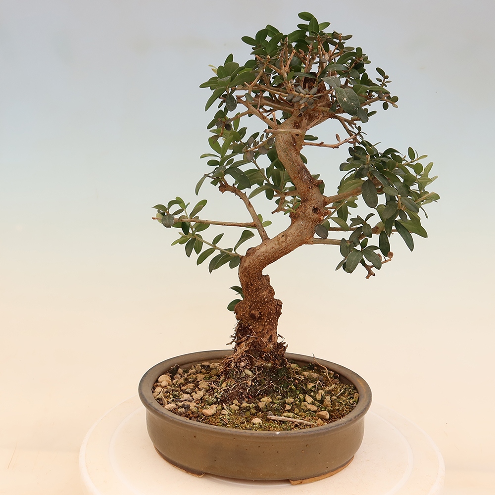 Beltéri bonsai - Olea europaea sylvestris