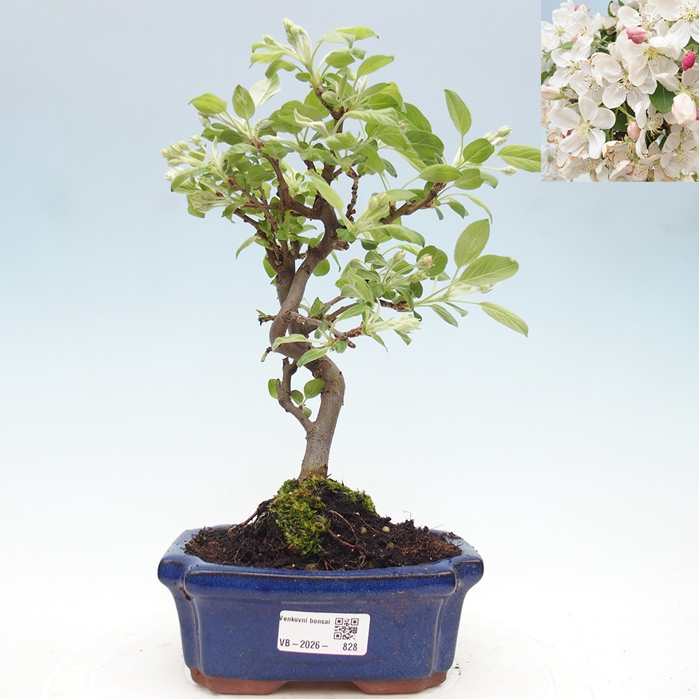 Kültéri bonsai -Malus halliana - Kis gyümölcsű almafa
