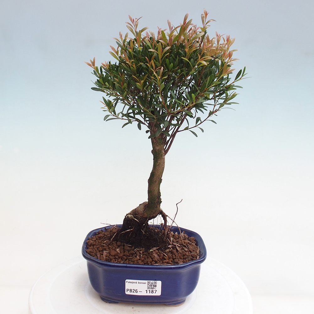 Szobai bonsai - Syzygium - Pimento