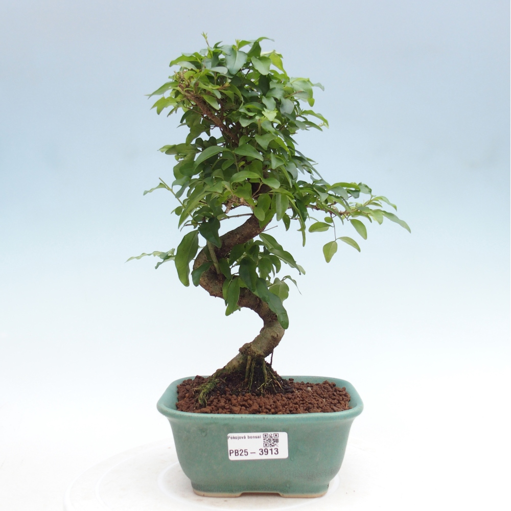 Szobai bonsai -Ligustrum chinensis - Madárcsőr
