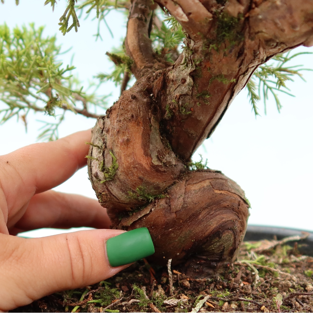 Kültéri bonsai - Juniperus chinensis Itoigawa-Juniperus chinensis
