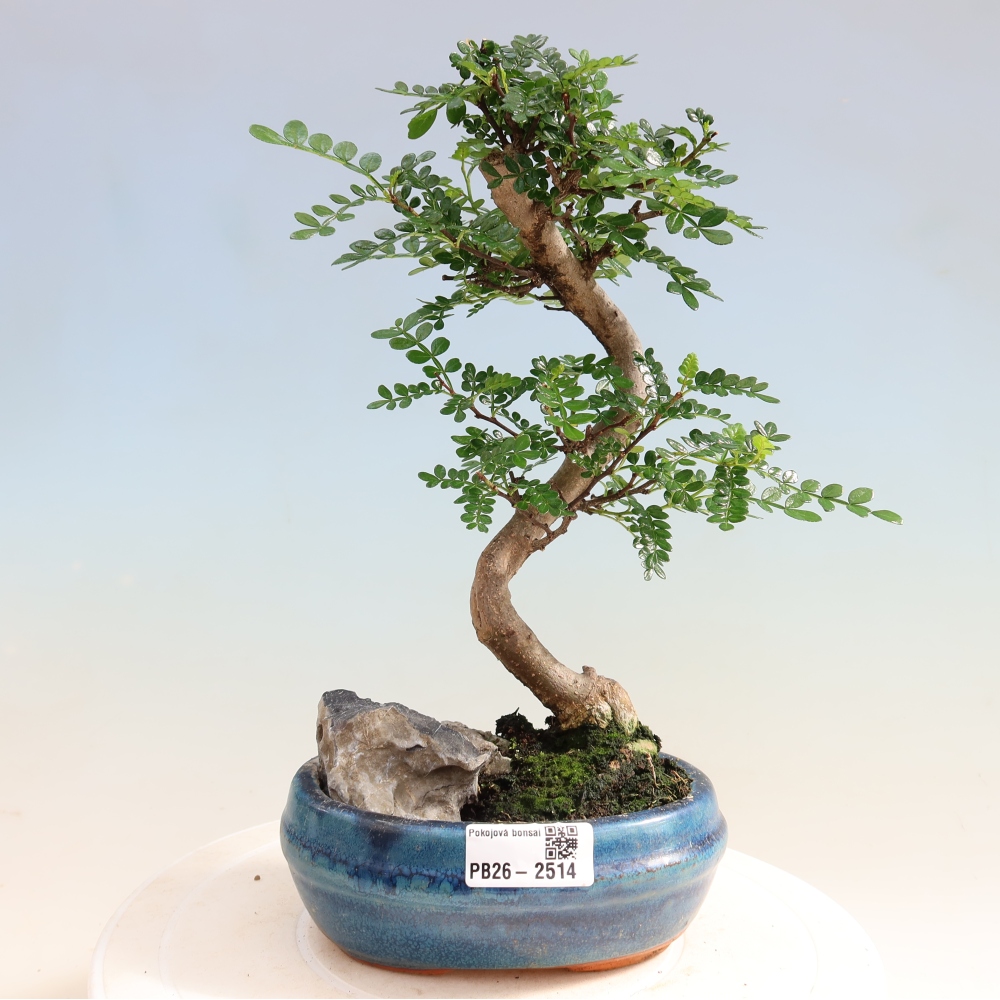 Szobai bonsai - Zantoxylum piperitum - borsfa