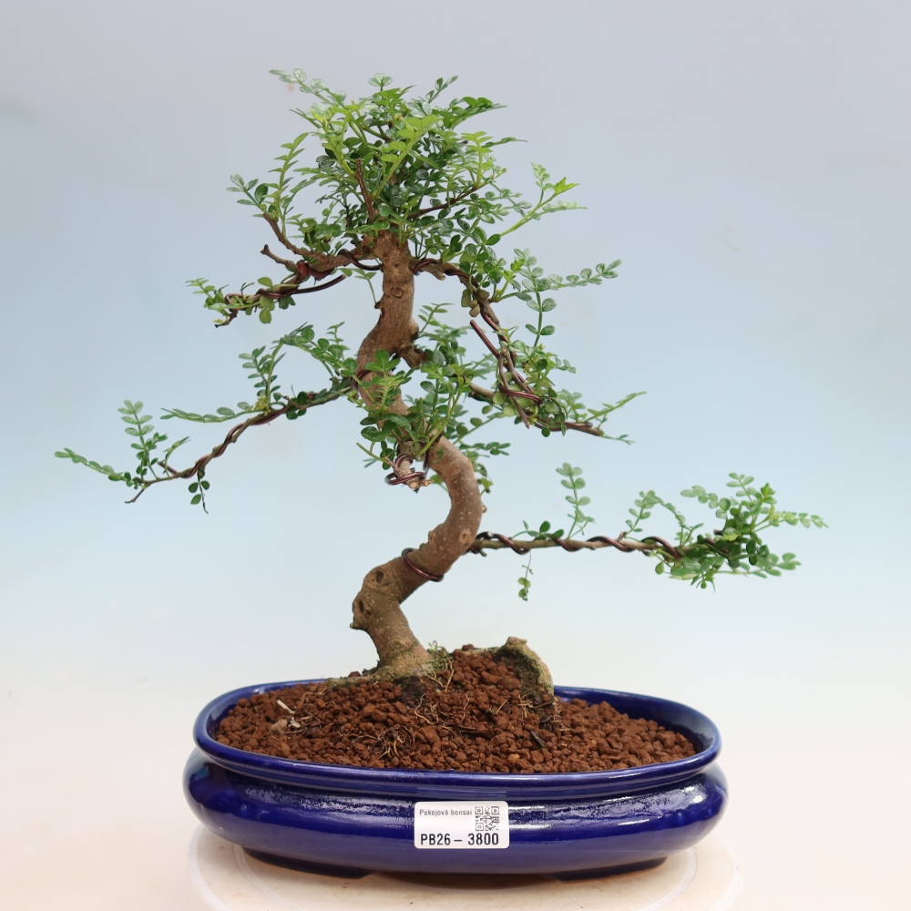 Szobai bonsai - Zantoxylum piperitum - borsfa