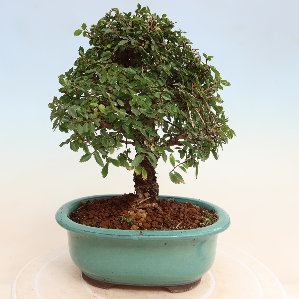 Kültéri bonsai - Zelkova - Zelkova NIRE