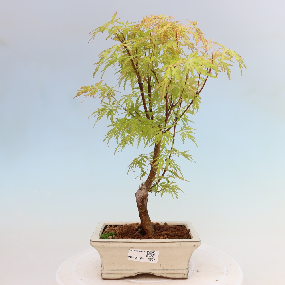 Kültéri bonsai - Acer palmatum Dissectum