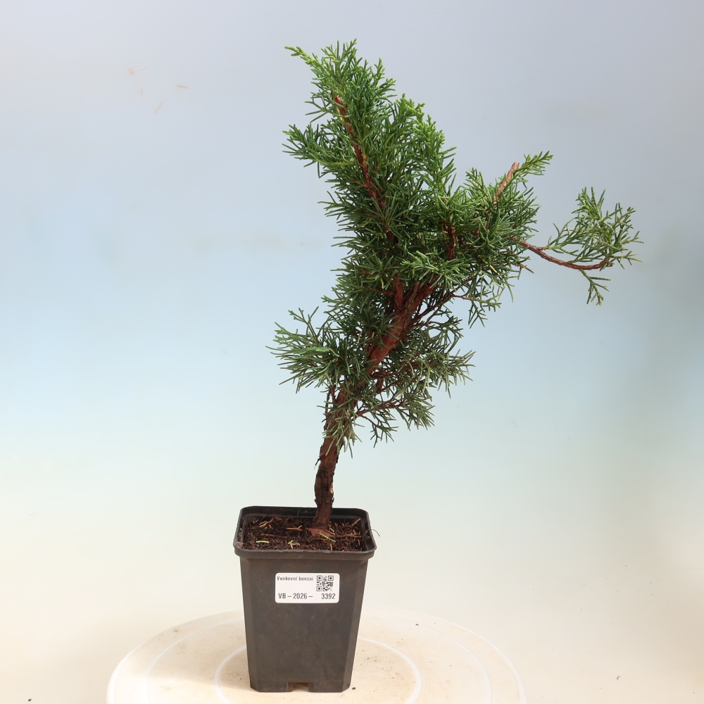 Kültéri bonsai - Juniperus chinensis Kishu