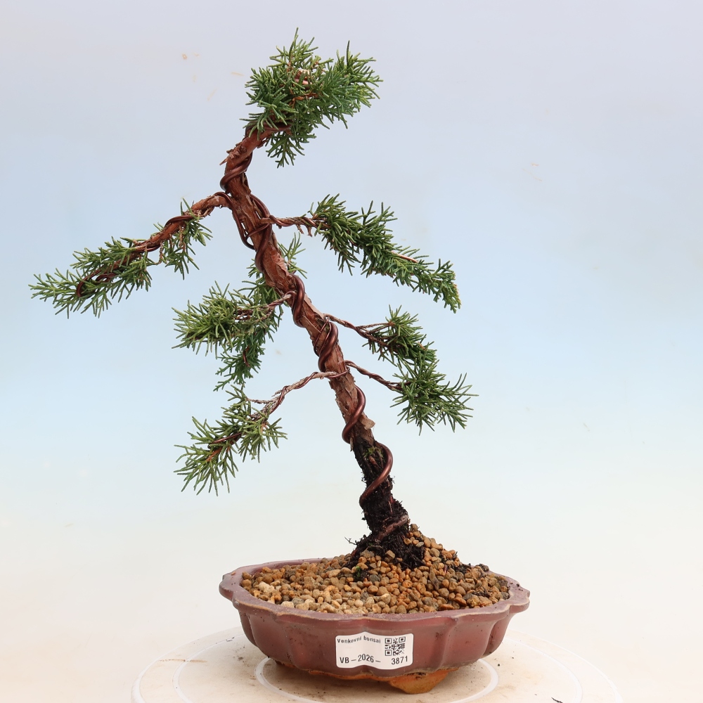 Kültéri bonsai - Juniperus chinensis Kishu