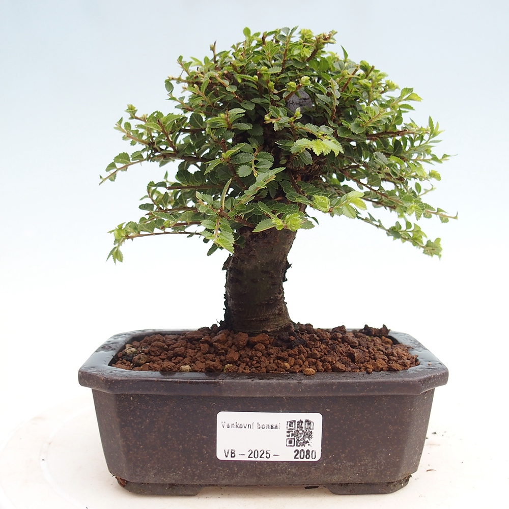 Kültéri bonsai - Ulmus parvifolia Hokkaido - Kínai szil - Ulmus parvifolia Hokkaido