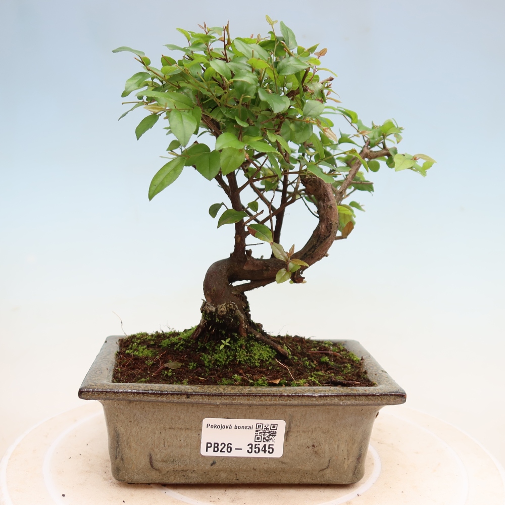Szobai bonsai - Sageretia thea - Sageretia thea