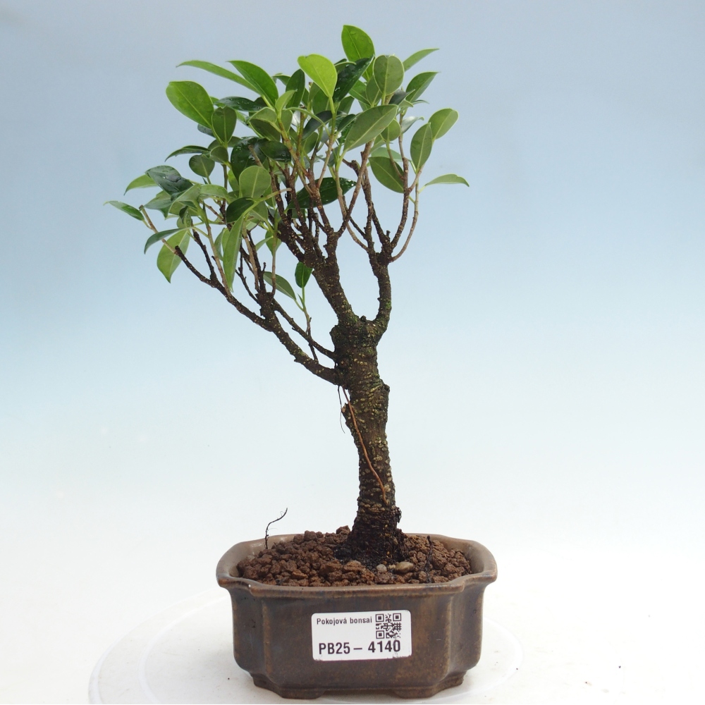 Szoba bonsai Ficus retusa kimmen