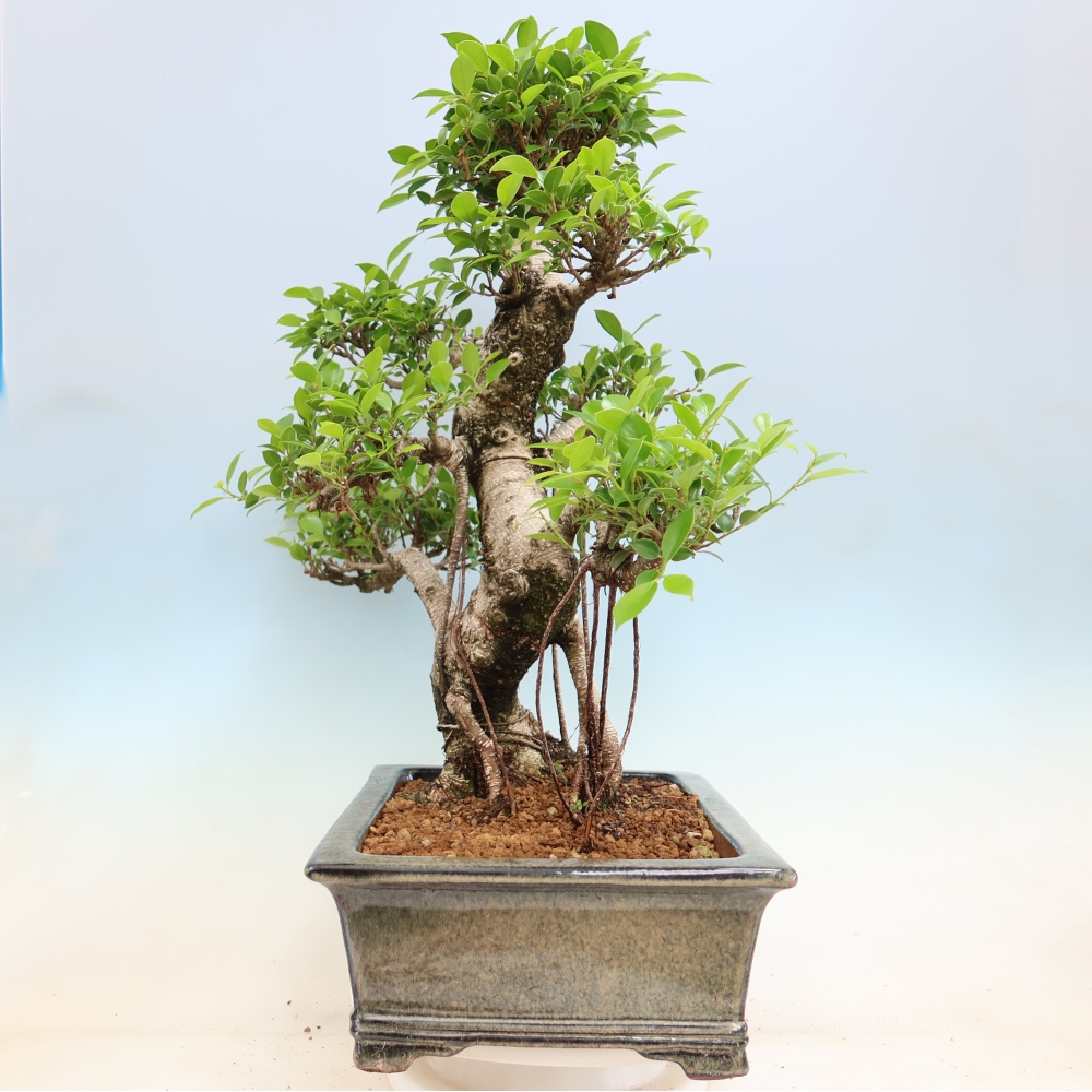 Szobai bonsai - Ficus kimmen - kislevelű fikusz