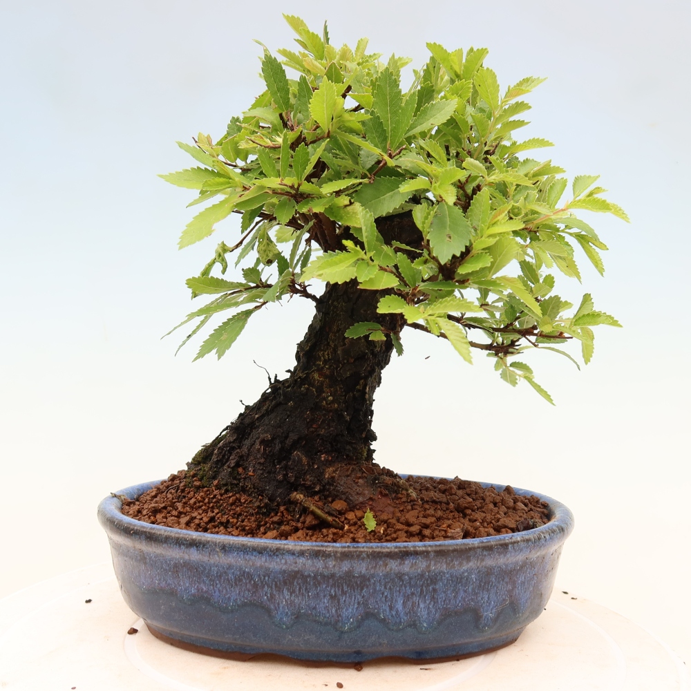 Kültéri bonsai - Zelkova - Zelkova NIRE
