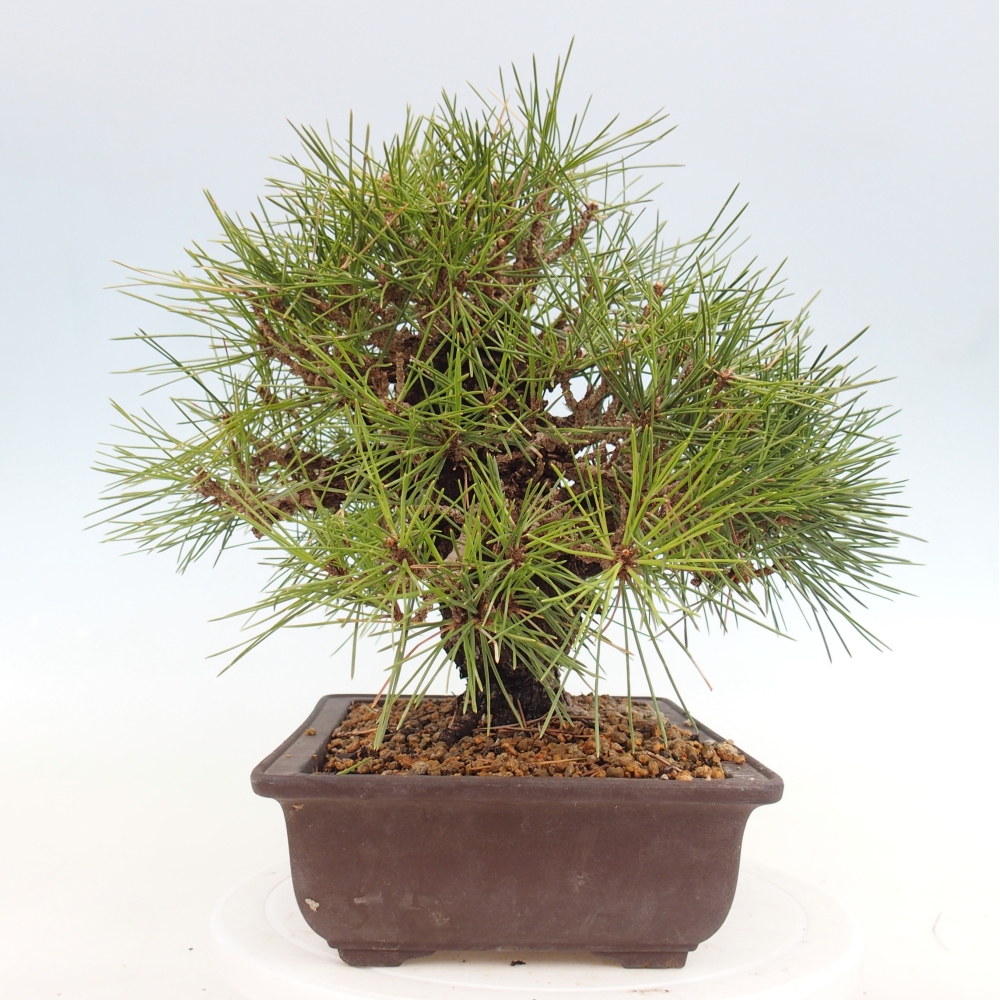 Kültéri bonsai - Pinus thunbergii - Thunberg fenyő