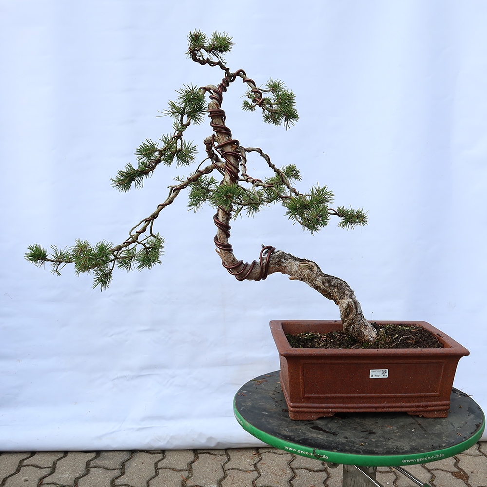 Pinus sylvestris Spanyolország – erdei fenyő