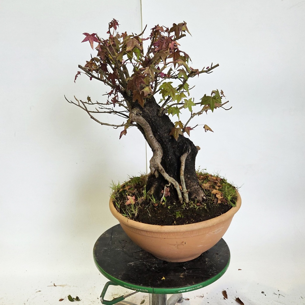 Kültéri bonsai - Western Ambrose - Liquidambar styraciflua