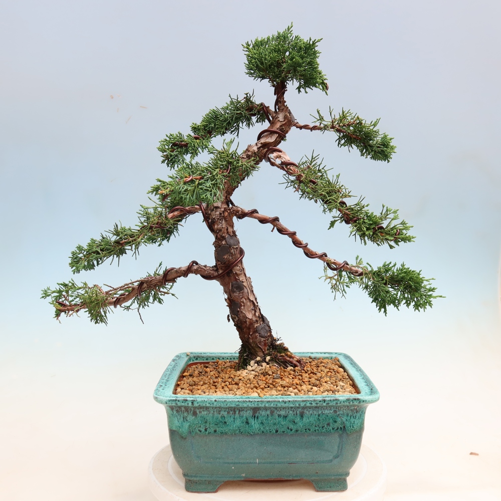 Kültéri bonsai - Juniperus chinensis Kishu