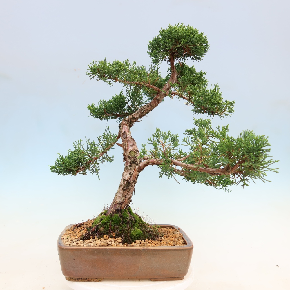 Kültéri bonsai - Juniperus chinensis Kishu