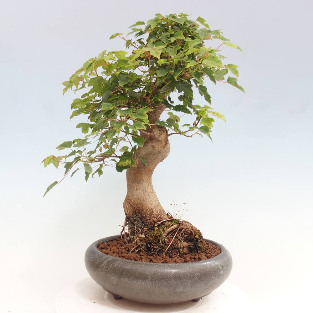 Kültéri bonsai - Acer Buergerianum - Burger juhar