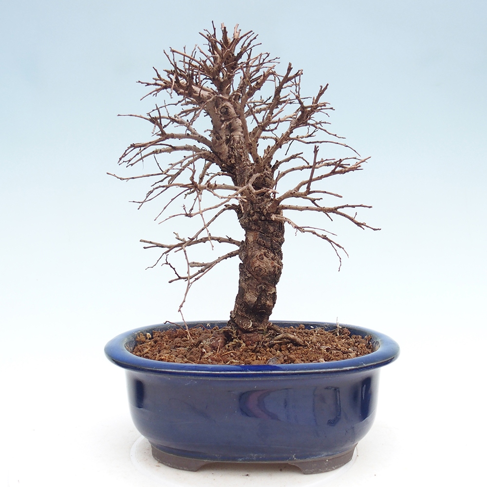 Kültéri bonsai - Zelkova - Zelkova NIRE