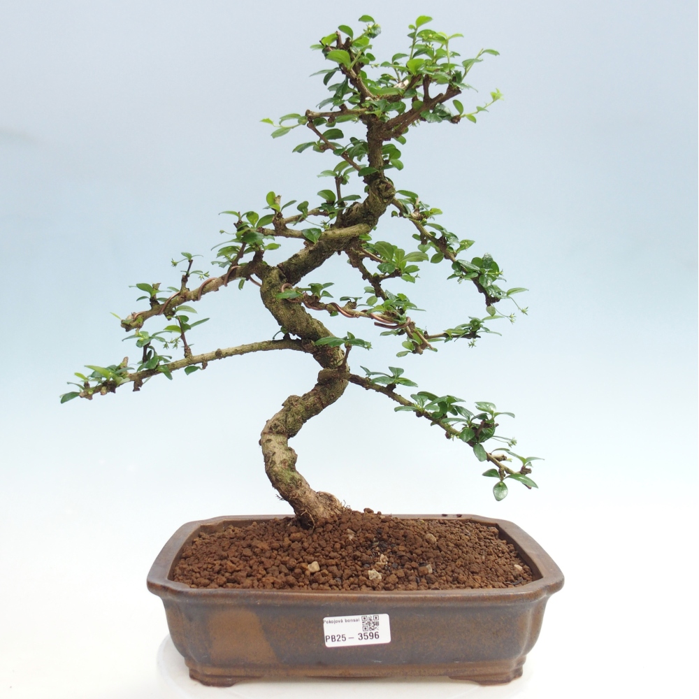 Szobai bonsai - Carmona macrophylla - Tea fuki
