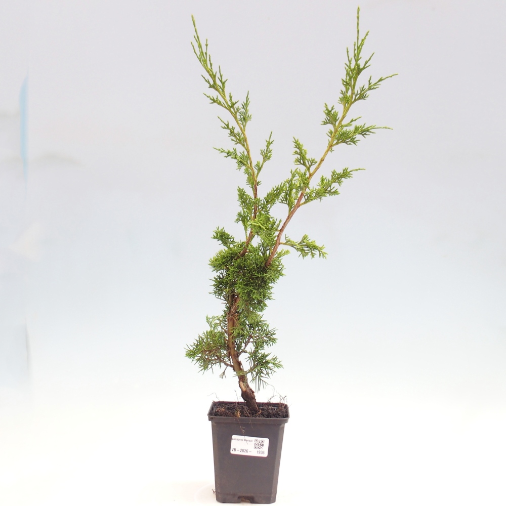 Kültéri bonsai - Juniperus chinensis Itoigawa