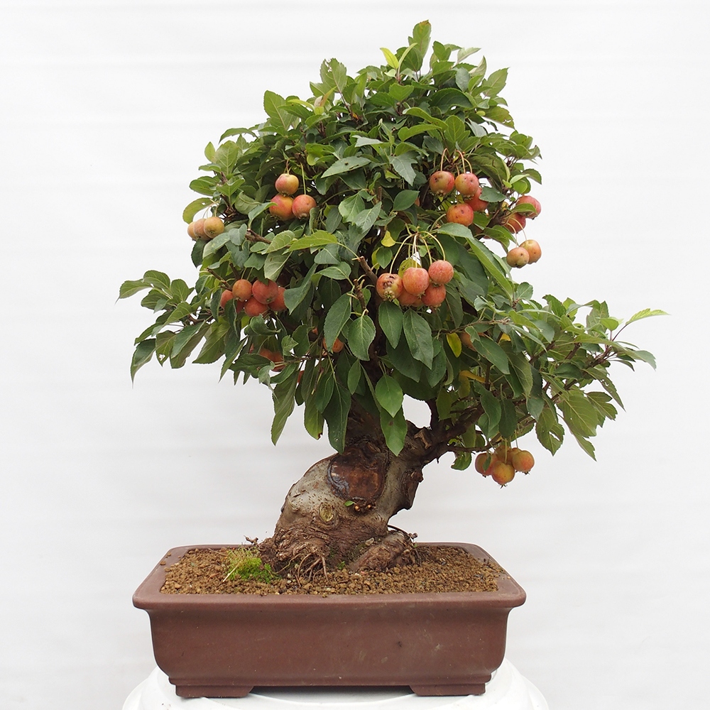 Kültéri bonsai -Malus halliana - Kis gyümölcsű almafa
