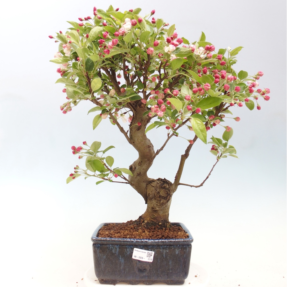 Kültéri bonsai -Malus halliana - Kis gyümölcsű almafa